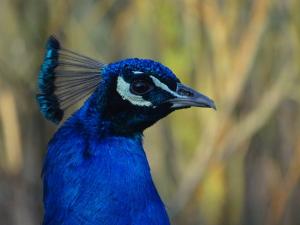 Aria 01 - Pauw Alblasserwaard